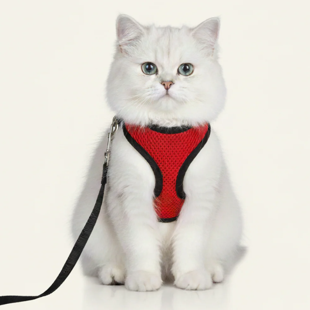 Skatrs Harness with Leash for Cats (Red) - Image 8
