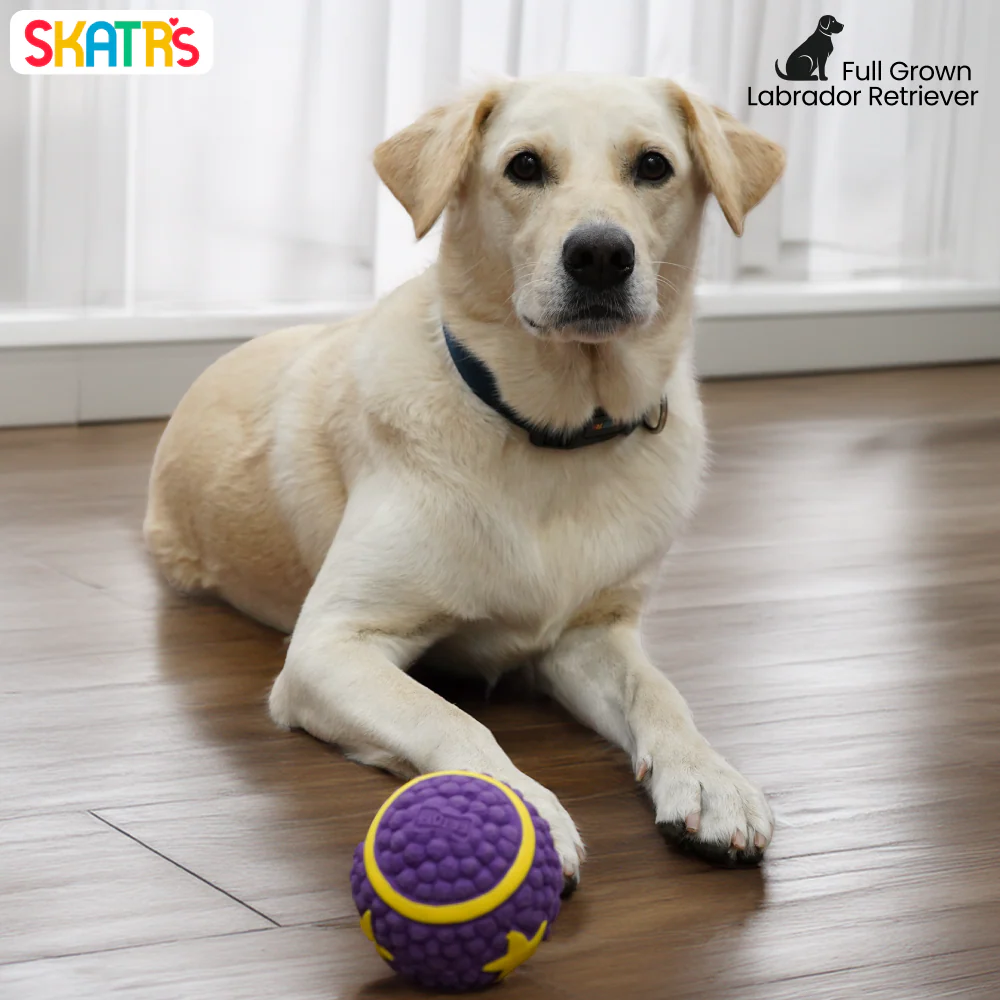 Skatrs Interactive Latex Star Squeaky Ball Toy for Dogs and Cats (Purple) | Chewing, Floating, Training, and Bouncing - Image 4