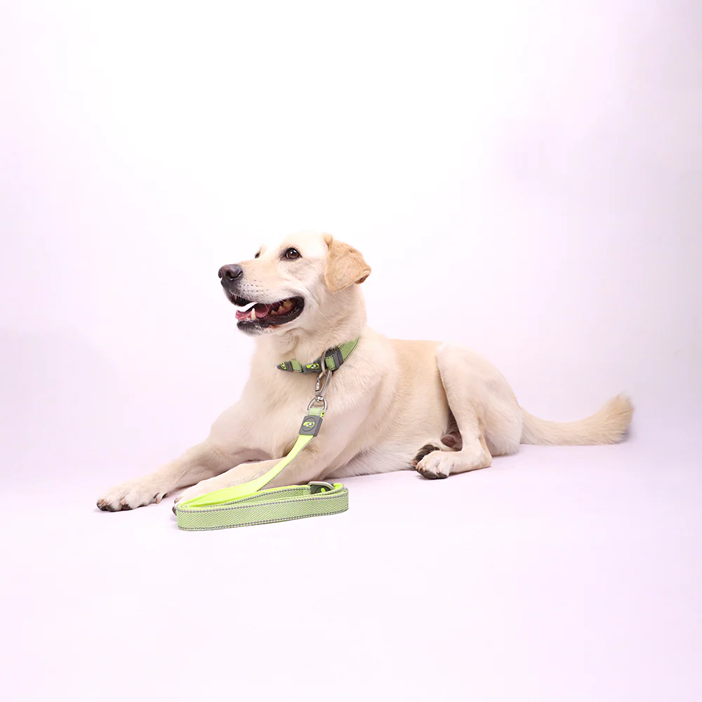 Skatrs Leash for Dogs (Neon Green) - Image 4