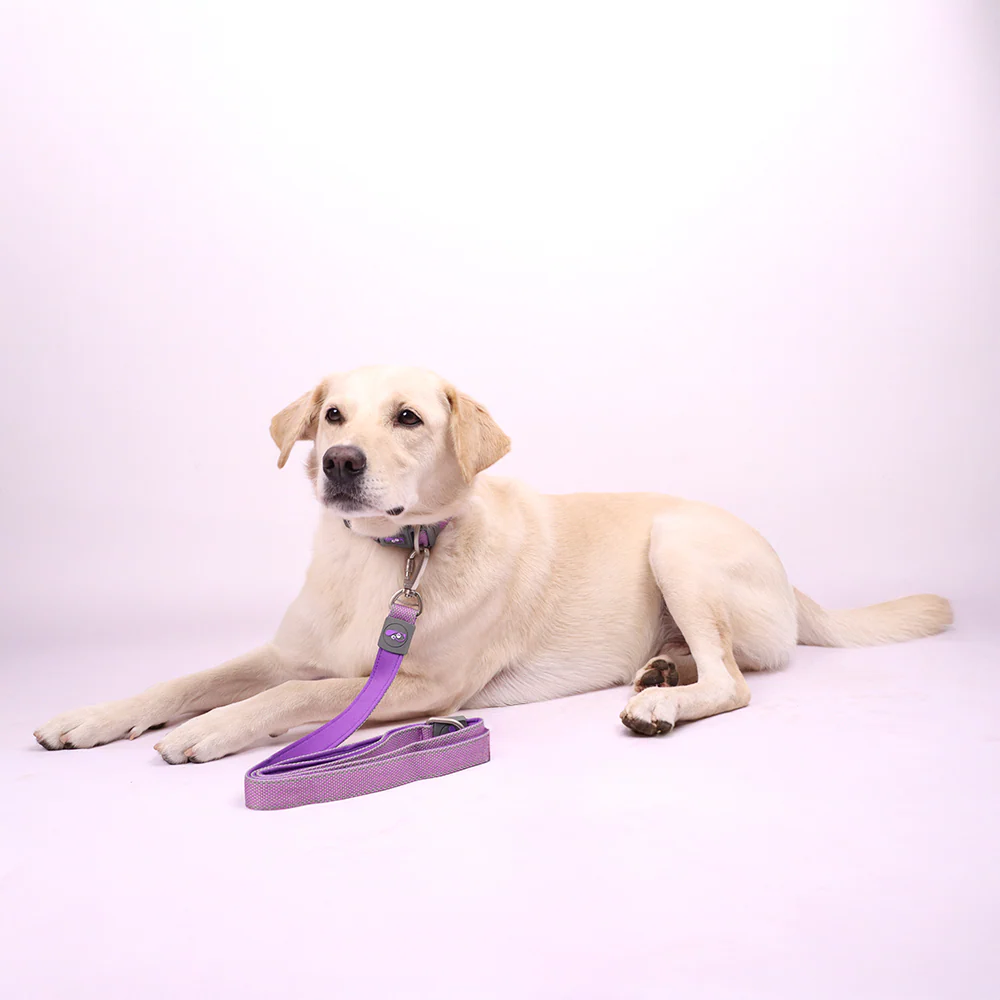Skatrs Leash for Dogs (Purple) - Image 3