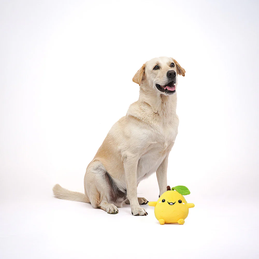 Skatrs Mango Plush Toy for Dogs - Image 4