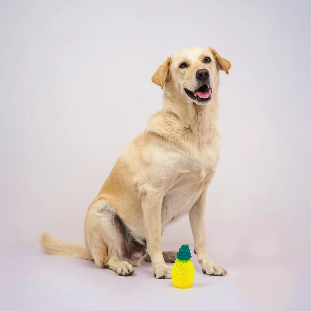 Skatrs  Pineapple Shaped Ice Cooling Toy for Dogs & Cats (Yellow) - Image 4