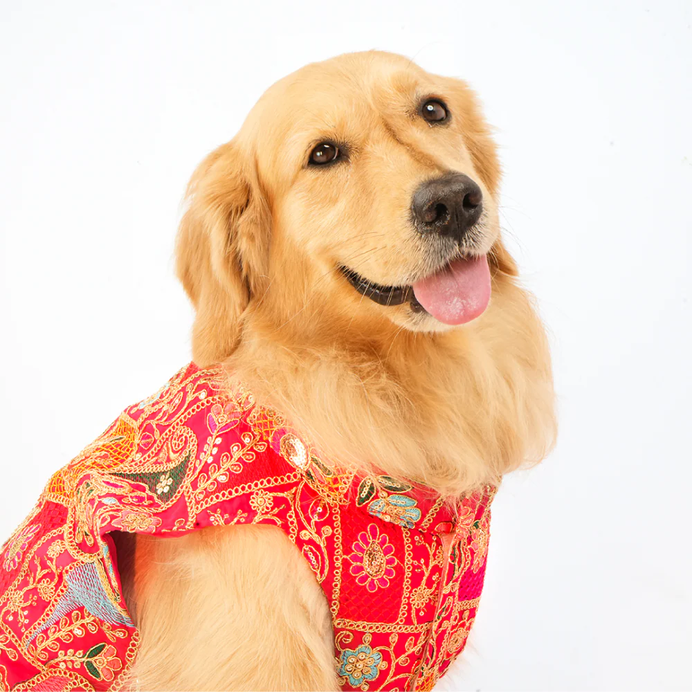 Skatrs Royale Sherwani for cats and dogs (Pink) - Image 8