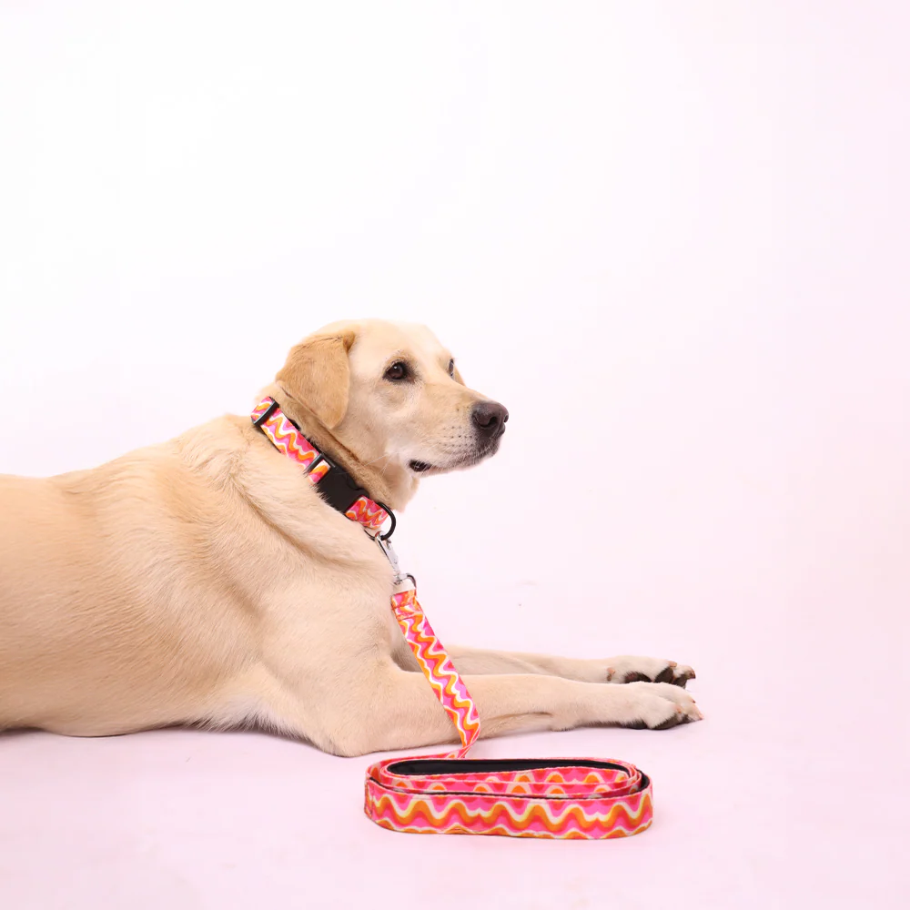 Skatrs Pop Groove Leash for Dogs - Image 5