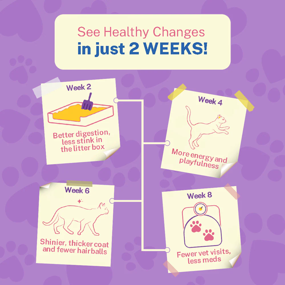 Smylo Kitten Chicken & Liver, Pomegranate, Fresh & No-Preservative Wet Cat Food - Image 9