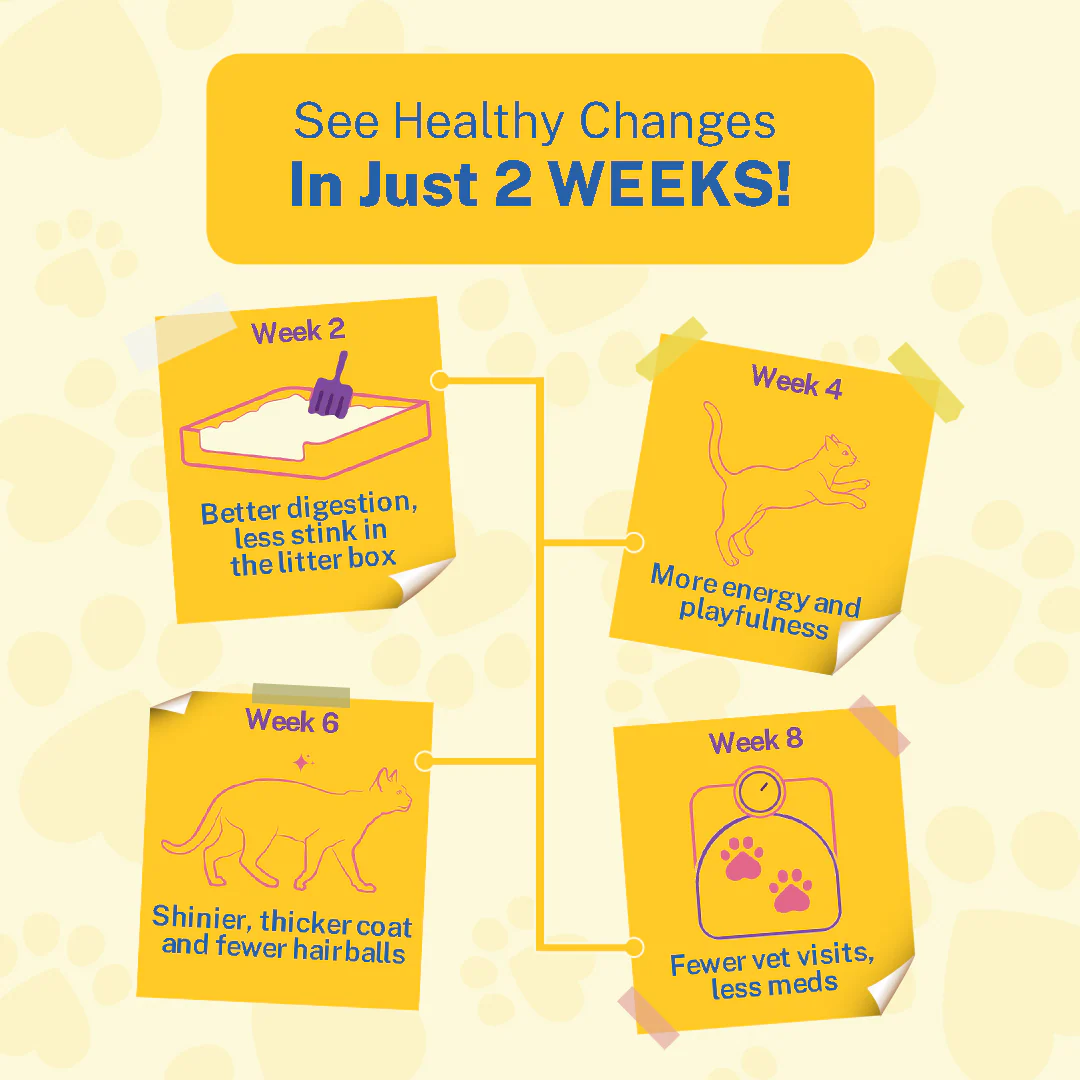 Smylo Kitten Variety Combo, Tuna & Chicken, Fresh & No-Preservative Wet Cat Food - Image 3
