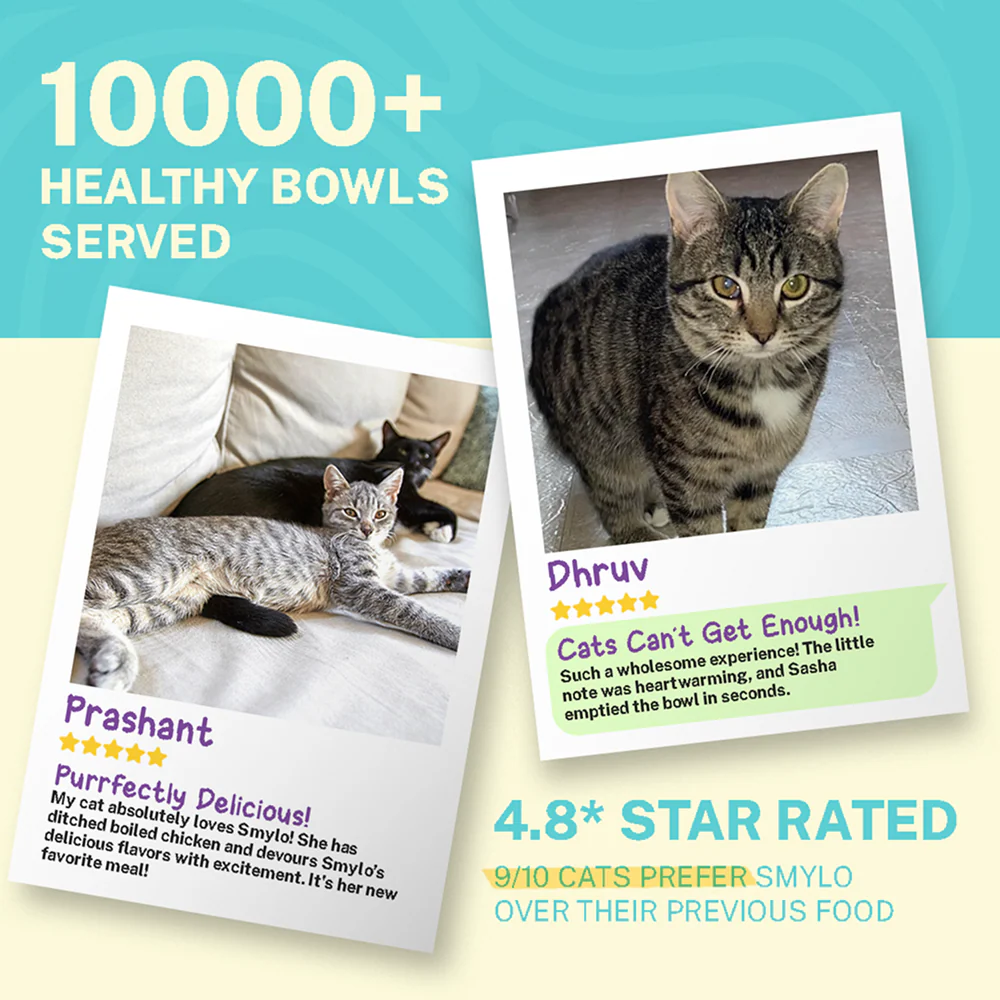 Smylo Adult Tuna Salmon & Pumpkin, Fresh & No-Preservative Wet Cat Food - Image 7