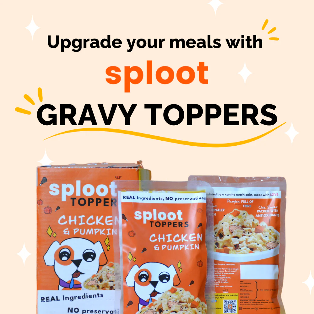 Sploot Chicken and Pumpkin Flavour Real Chicken Chunk in Gravy Dog Wet Food - Image 5