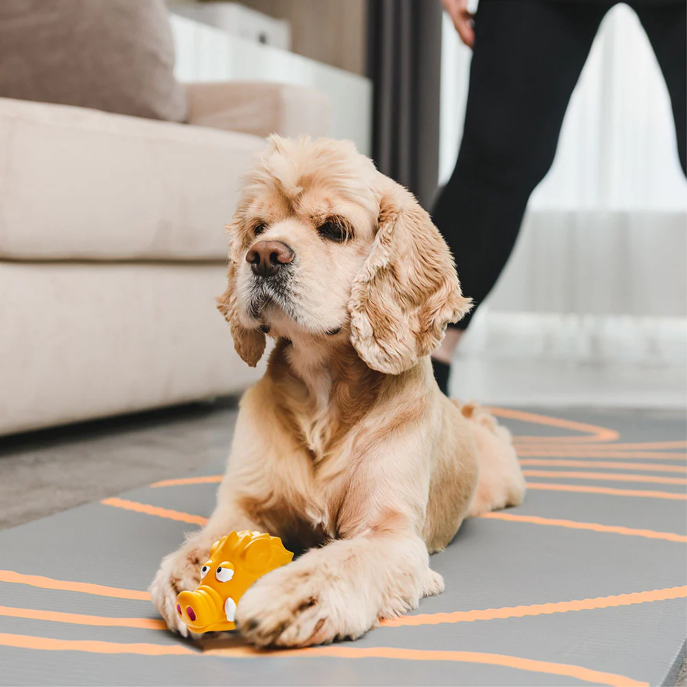 Squeeezys Latex Warthog Squeaky Chew Toy for Dogs (Orange) - Image 10