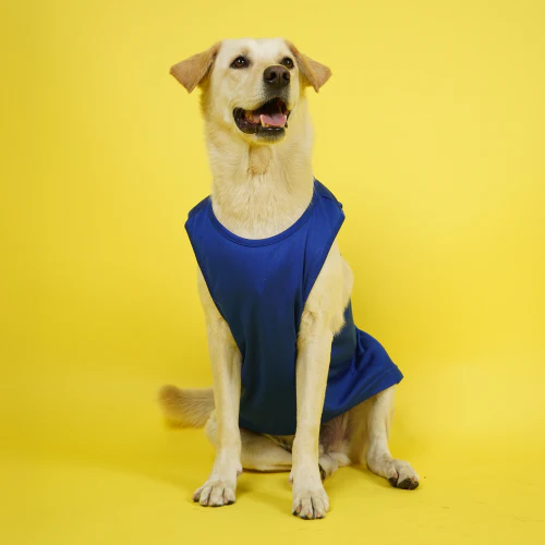 Supertails Bengaluru FC Jersey for Dogs and Cats - Image 3