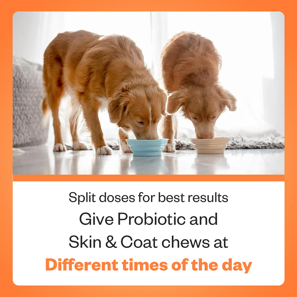 TailsAlive Probiotic Chicken Flavor and Skin & Coat Soft Chews Supplements for Dogs - Image 2