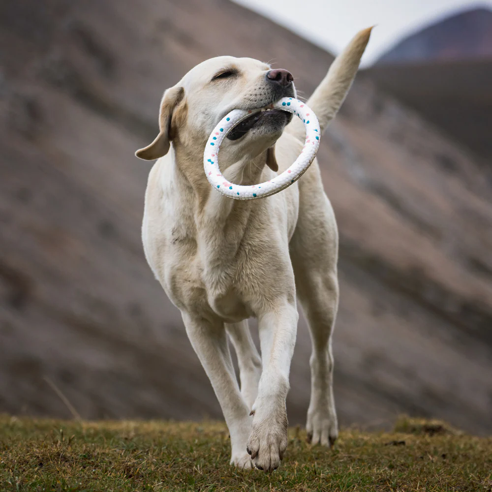 Talking Dog Club Bloom Ring Indestructible Heavy Chew Toy for Dogs (White) - Image 6
