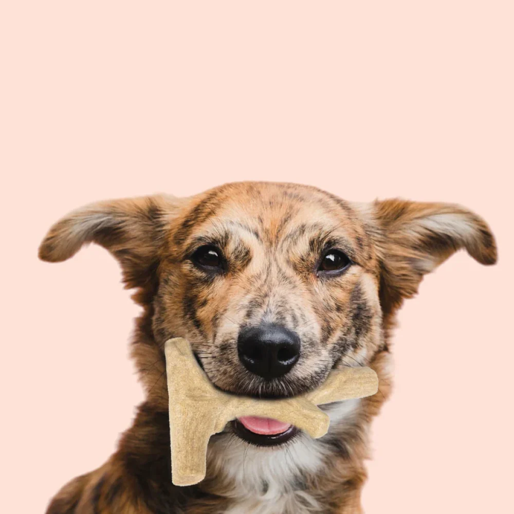 Talking Dog Club Branch Out Wood Heavy Chew Toy for Dogs (Brown) - Image 7
