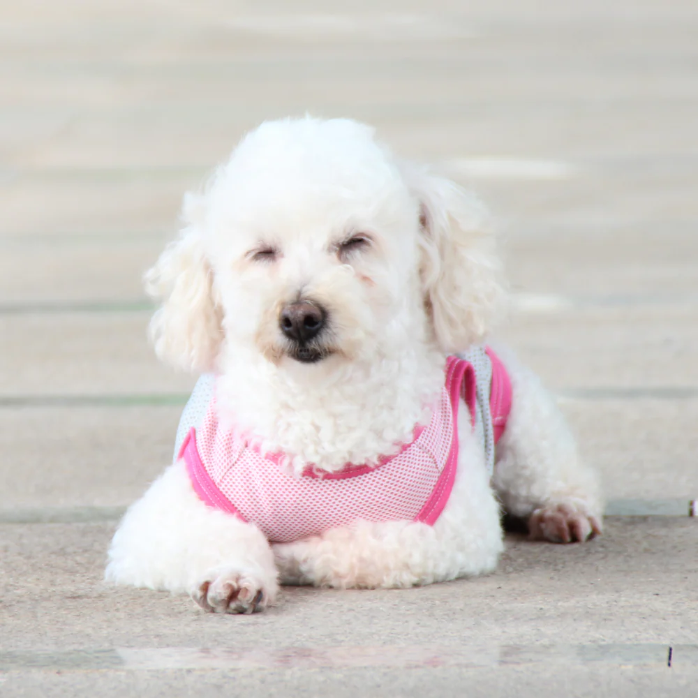 Talking Dog Club Coolios Cooling Vests for Dogs (Pink) - Image 6