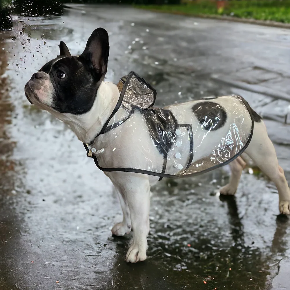Talking Dog Club Waterproof Raincoat for Dogs (Black) - Image 6