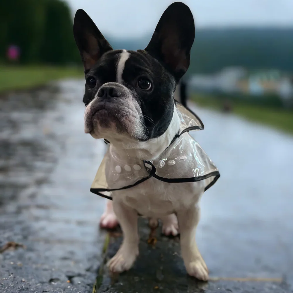 Talking Dog Club Waterproof Raincoat for Dogs (Black) - Image 7