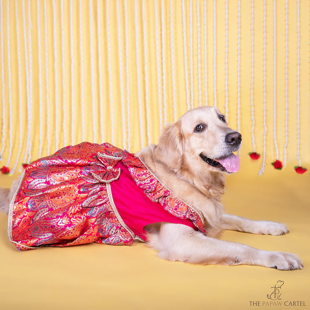 The Papaw Cartel Banarasi Brocade Festive Dress with Bow for Dogs & Cats (Multicolor) - Image 3