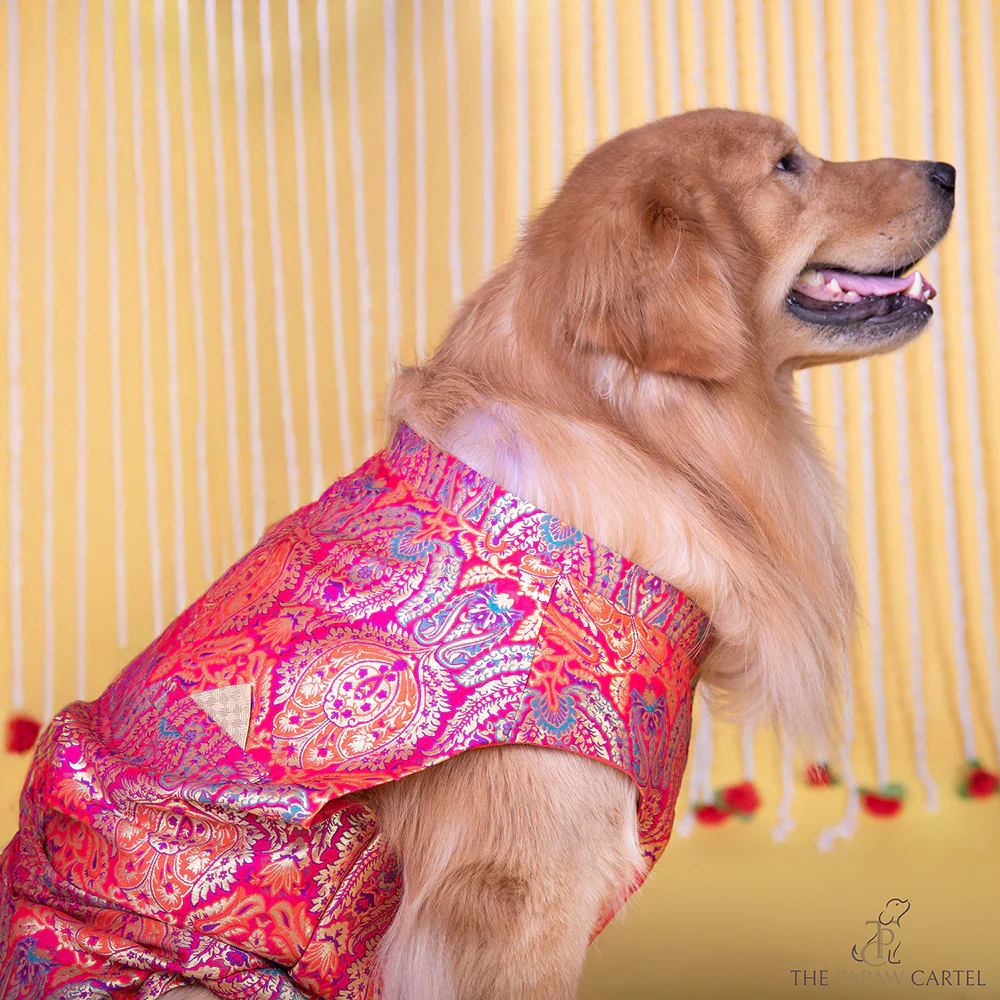 The Papaw Cartel Banarasi Brocade Sleeveless Sherwani with Pocket Square for Dogs & Cats - Image 4