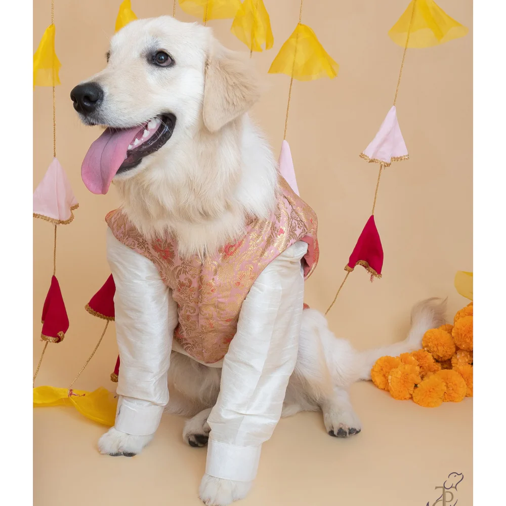 The Papaw Cartel Brocade Koti Kurta for Dog (Peach/Pink & Gold) - Image 2