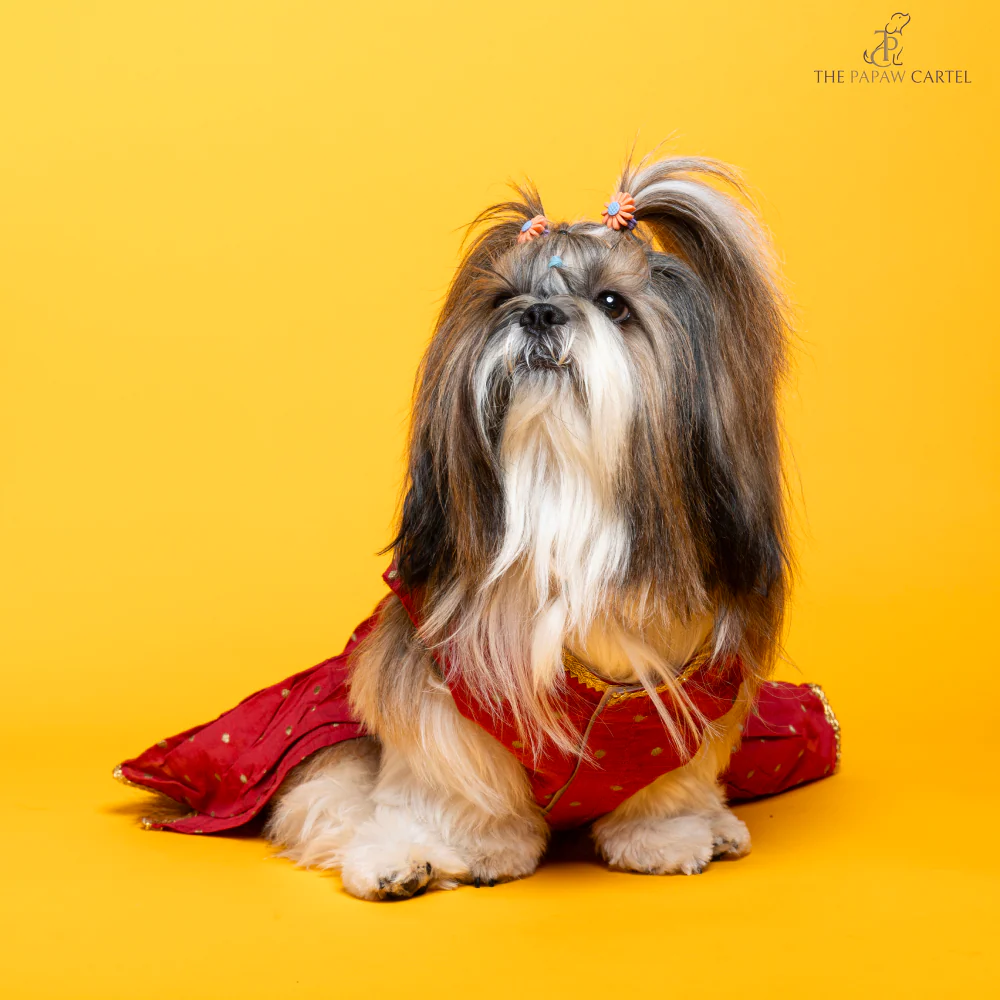 The Papaw Cartel Desi Girl in Banarasi Polka Dot Gown for Dogs (Red) - Image 3