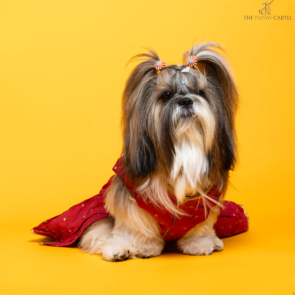 The Papaw Cartel Desi Girl in Banarasi Polka Dot Gown for Dogs (Red) - Image 5