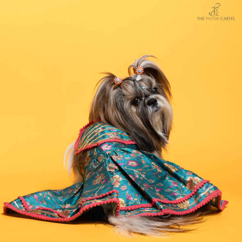 The Papaw Cartel Dil Rooba Floral Ghagra Choli for Dogs (Teal) - Image 3