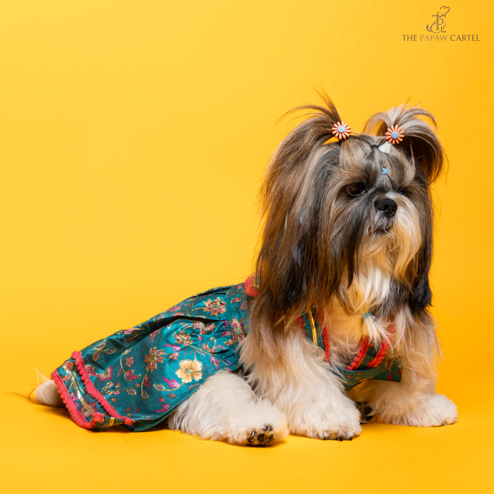 The Papaw Cartel Dil Rooba Floral Ghagra Choli for Dogs (Teal) - Image 6