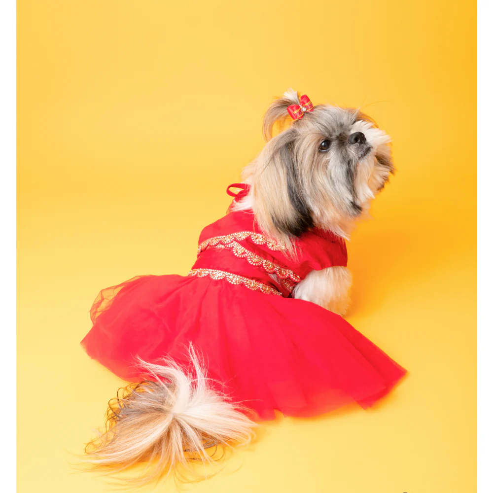 The Papaw Cartel Embellished Chanya Choli For Dogs (Red) - Image 2