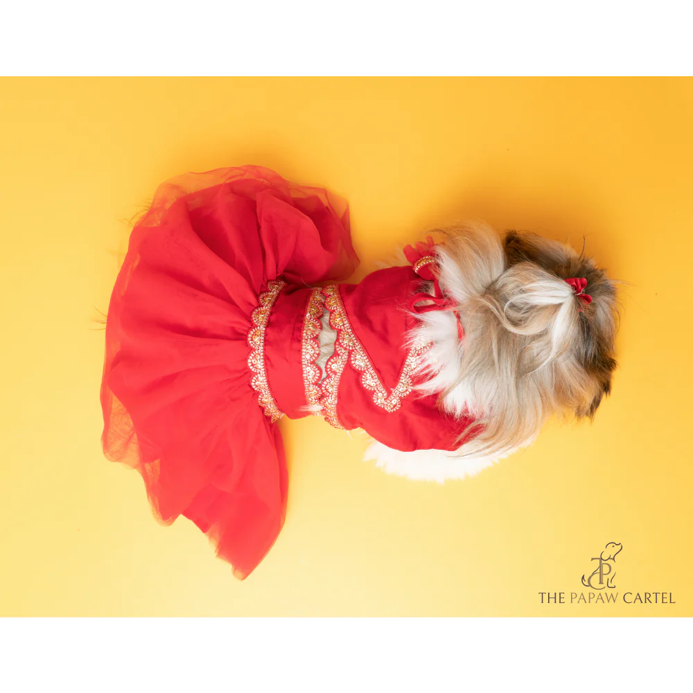 The Papaw Cartel Embellished Chanya Choli For Dogs (Red) - Image 3