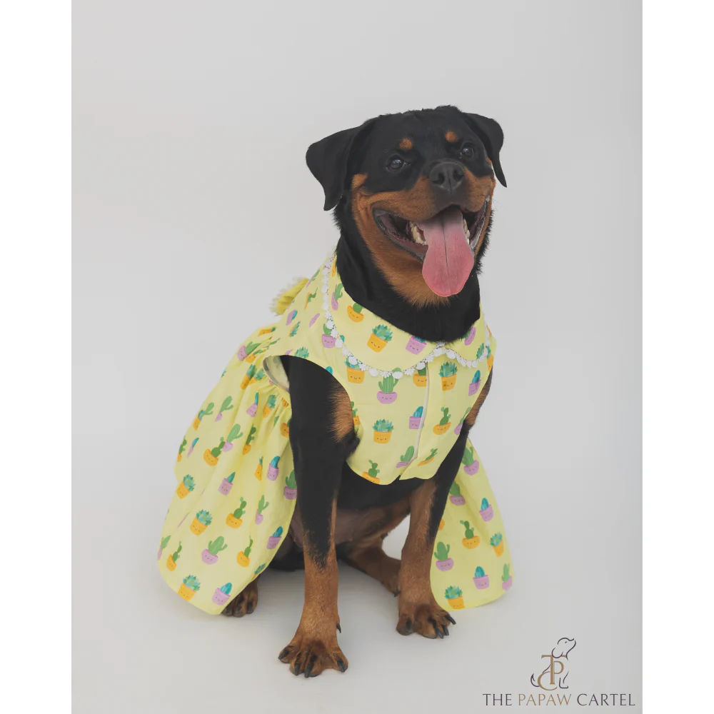 The Papaw Cartel Happy Cactus Dress for Dogs (Lime Yellow) - Image 3