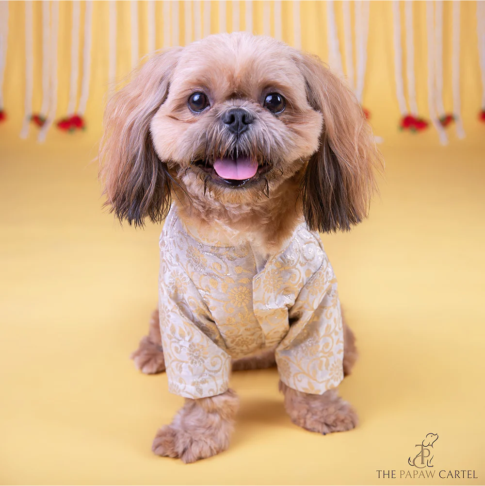 The Papaw Cartel Ivory Banarasi Work Kurta for Dogs & Cats - Image 3