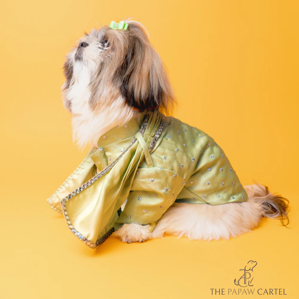 The Papaw Cartel Mirror Sherwani With Dupatta For Dogs (Chokos Green) - Image 2