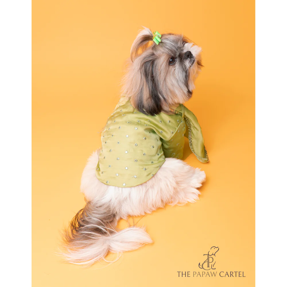 The Papaw Cartel Mirror Sherwani With Dupatta For Dogs (Chokos Green) - Image 3