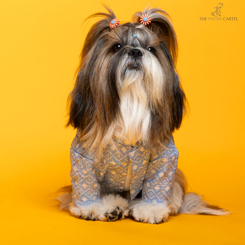 The Papaw Cartel Mosaic Weave Koti with Zari Detailing Sherwani for Dogs (Baby Blue) - Image 3