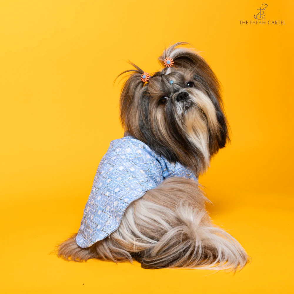 The Papaw Cartel Mosaic Weave Koti with Zari Detailing Sherwani for Dogs (Baby Blue) - Image 4