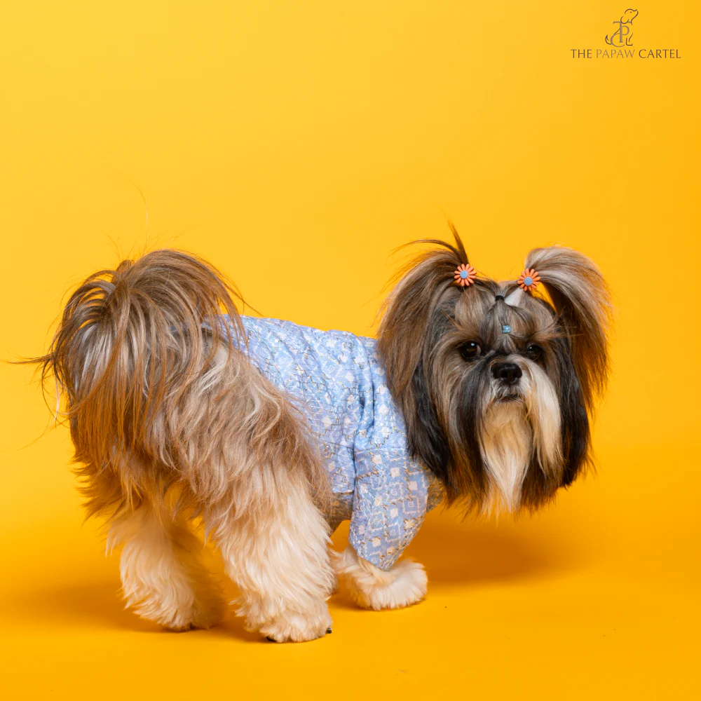 The Papaw Cartel Mosaic Weave Koti with Zari Detailing Sherwani for Dogs (Baby Blue) - Image 5