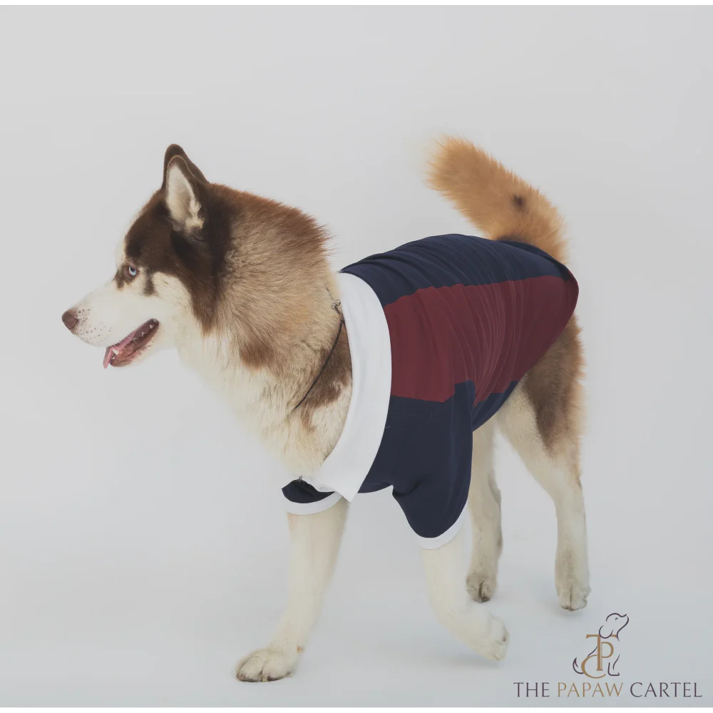The Papaw Cartel Multi Color Golf Polo Tshirt for Dogs (Blue/Maroon) - Image 6
