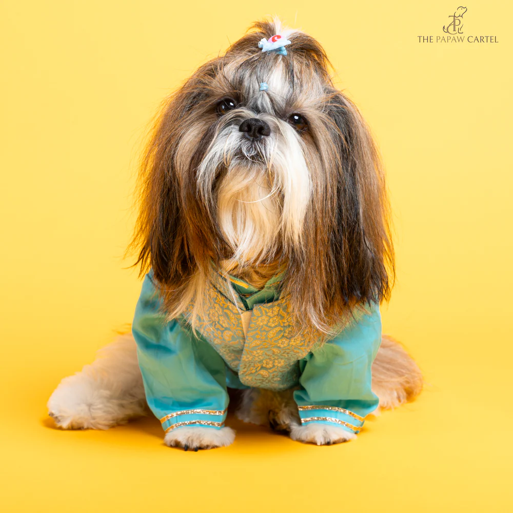 The Papaw Cartel Neemzari Koti Kurta for Dogs (Sky Blue) - Image 4