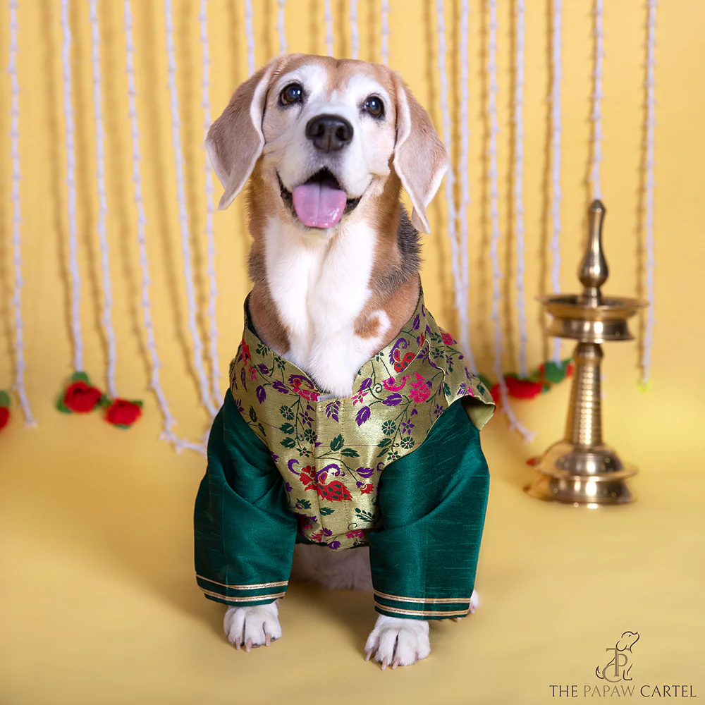 The Papaw Cartel Paithani Koti Kurta for Dogs & Cats (Green) - Image 4