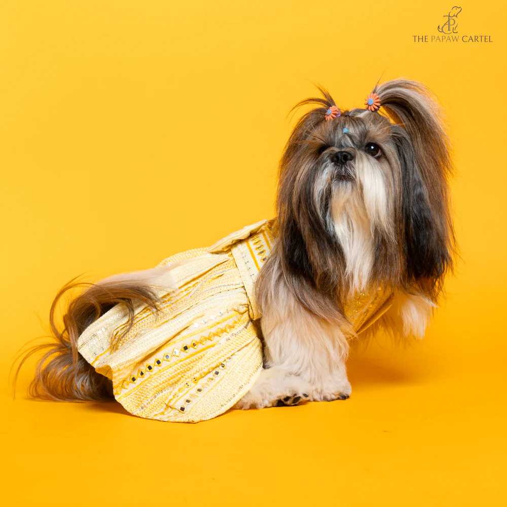 The Papaw Cartel Sunrise Ghagra Choli with Mirror Embroidery for Dogs (Yellow) - Image 3