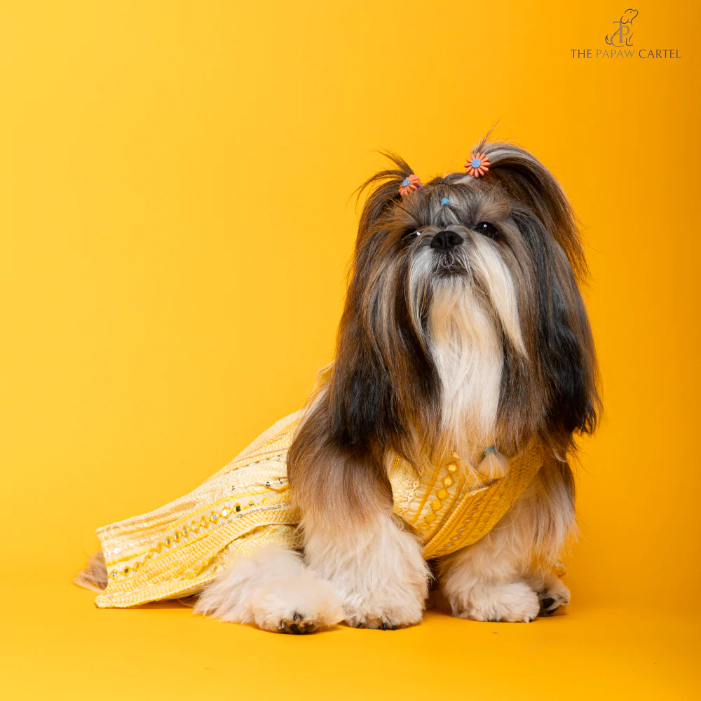 The Papaw Cartel Sunrise Ghagra Choli with Mirror Embroidery for Dogs (Yellow) - Image 4