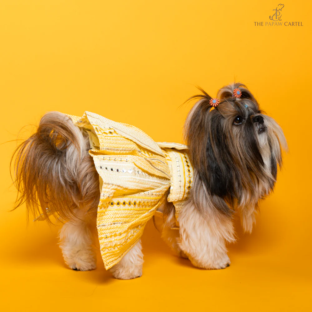 The Papaw Cartel Sunrise Ghagra Choli with Mirror Embroidery for Dogs (Yellow) - Image 5