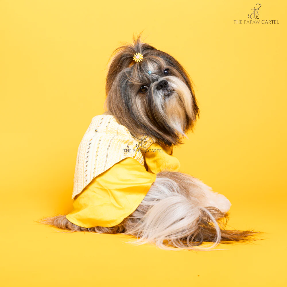 The Papaw Cartel Sunrise Koti Kurta Set with Mirror Embroidery for Dogs (Yellow) - Image 3