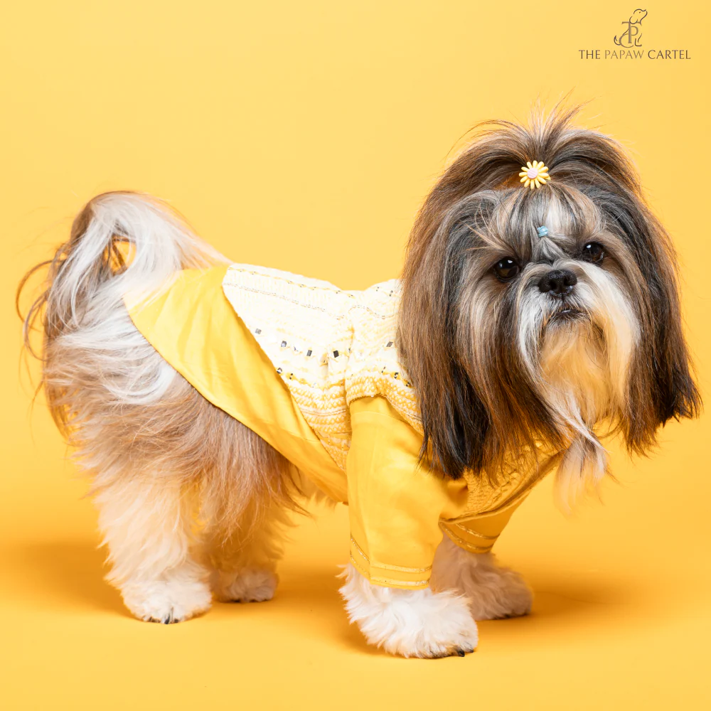 The Papaw Cartel Sunrise Koti Kurta Set with Mirror Embroidery for Dogs (Yellow) - Image 5
