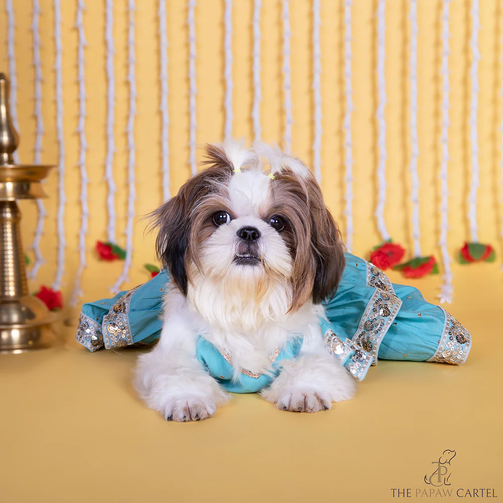 The Papaw Cartel Two Tiered Zardosi Lehenga With Stylish Choli for Dogs & Cats (Blue) - Image 5