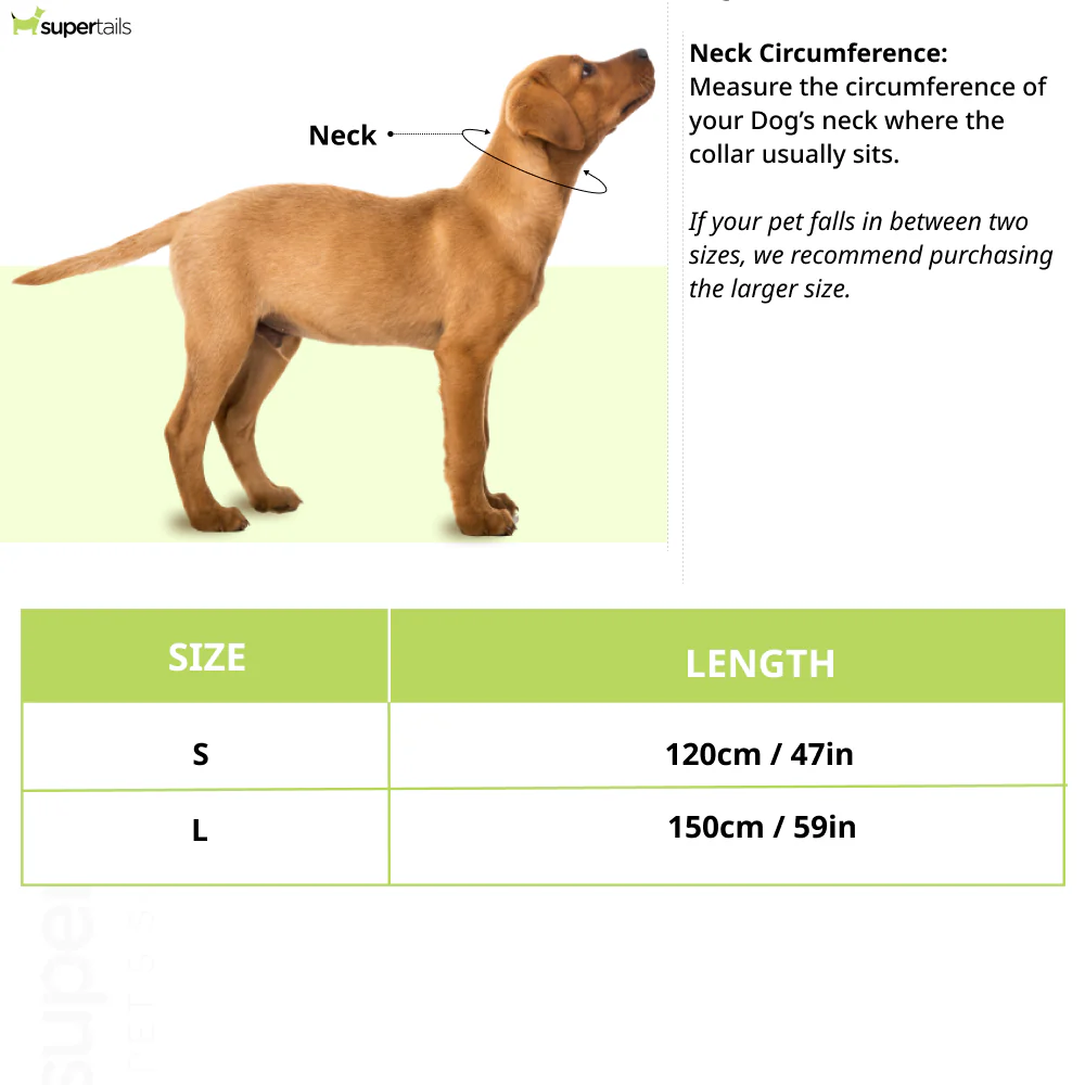 Tommy Hilfiger Webbing Leash for Dogs (Spring Lime) - Image 2