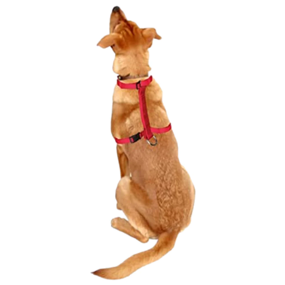 Trixie Classic H Harness, Lead Leash and Collar for Dogs Combo (Red) - M - Image 6
