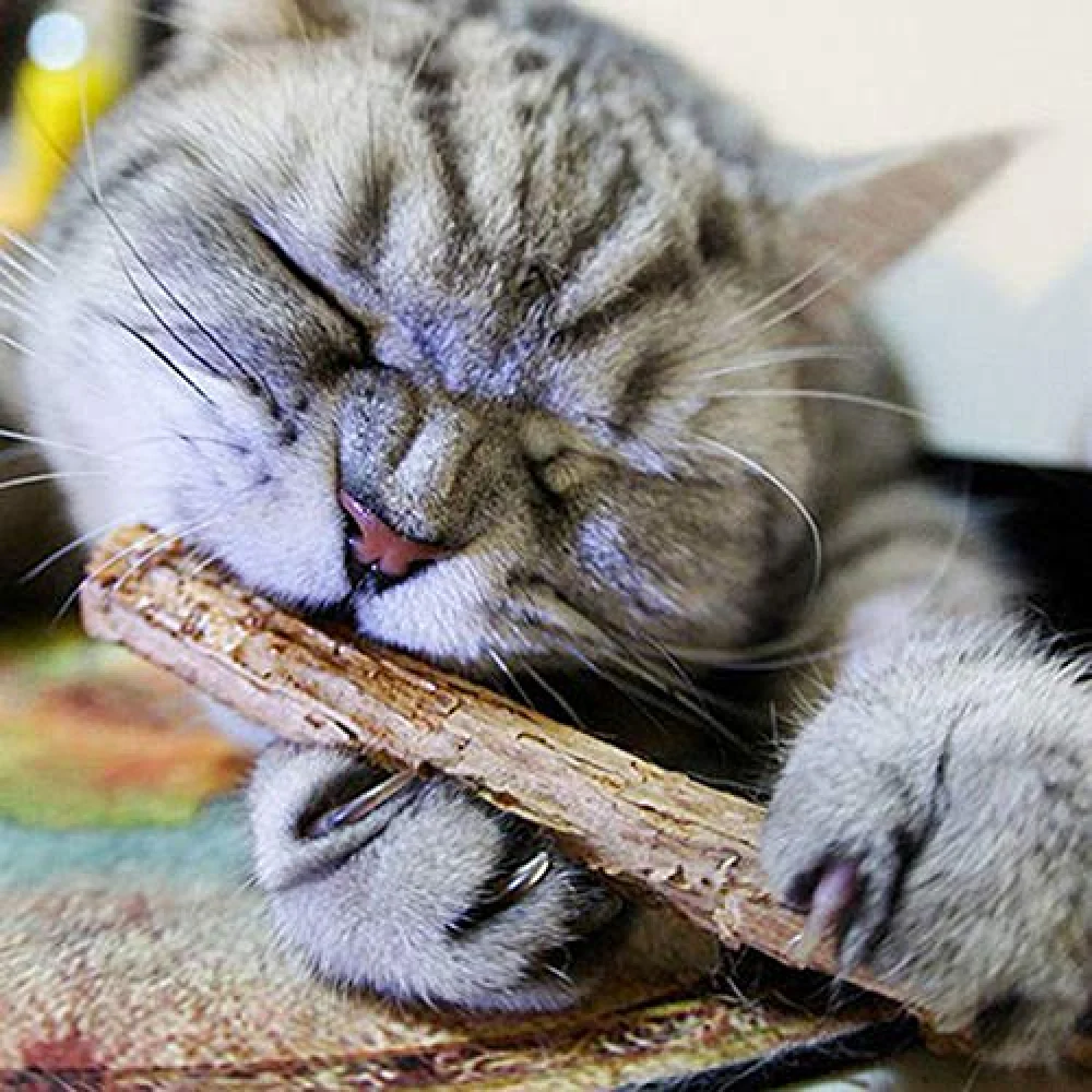 Trixie Matatabi Chewing Sticks For Cats - Image 2