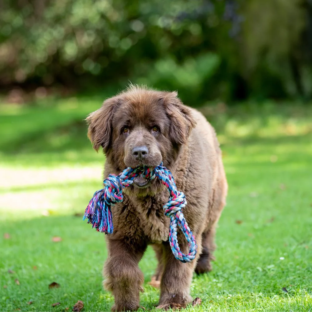 Trixie Playing Rope with Knots Toy for Dogs (Grey) - Image 4