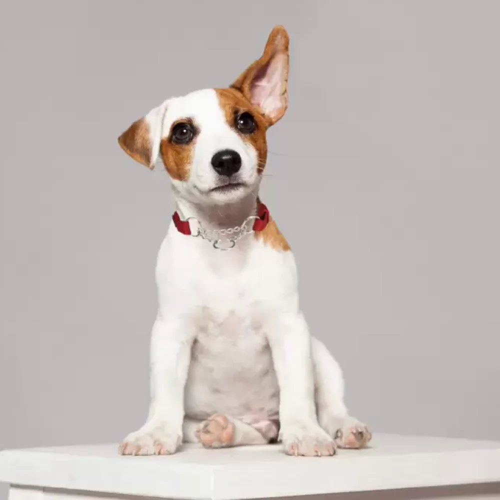 Trixie Premium Choke Collar for Dogs (Cherry Red) - Image 3